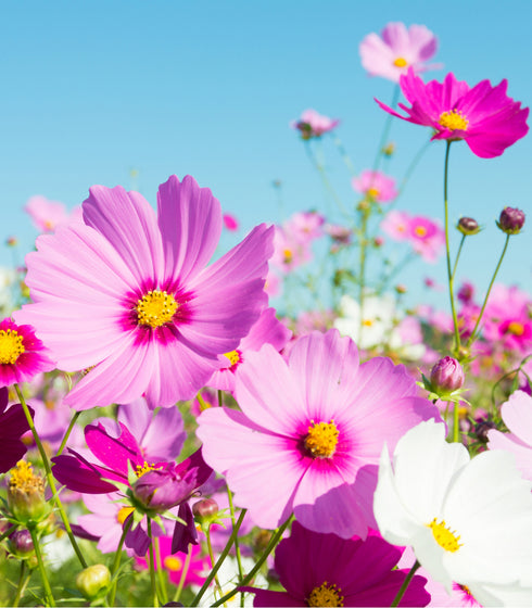 Cosmos Sensation Mix